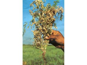uploads/images/disease/Fusarium wilt of chickpea.jpg